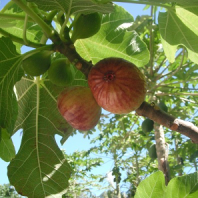 5 figs
